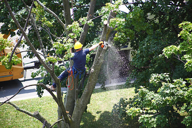 Seasonal Cleanup (Spring/Fall) in Topanga, CA