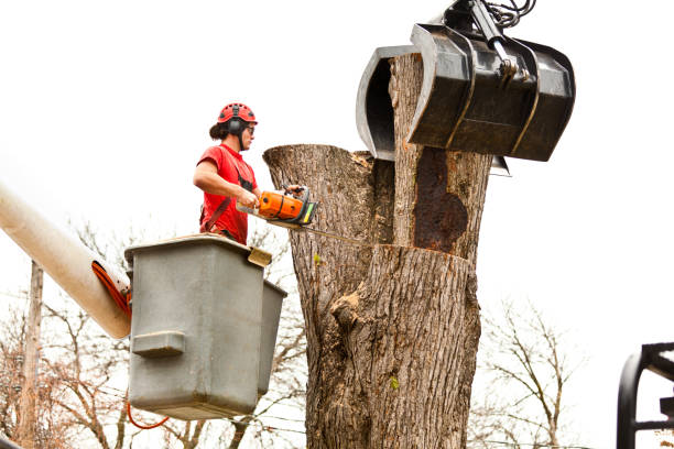 Tree and Shrub Care in Topanga, CA